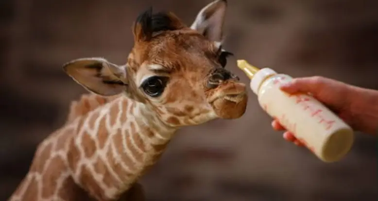 The Most Adorable Animals Of The African Savanna