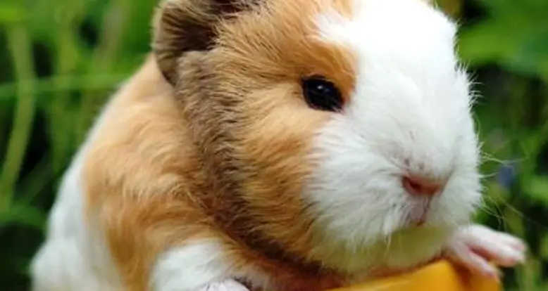 The Cutest Guinea Pig GIF Ever