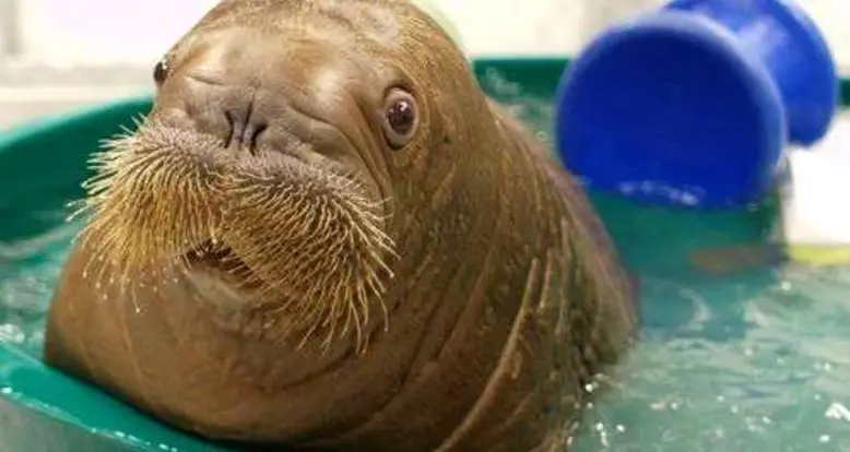 17 Heartwarming Pictures Of Mitik, The Orphaned Baby Walrus