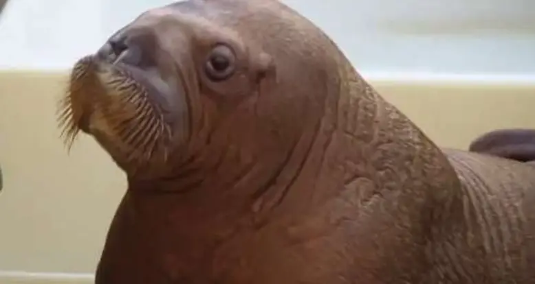 The Cutest Videos Of Mitik, The Orphaned Baby Walrus