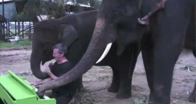 An Elephant Discovers A Piano