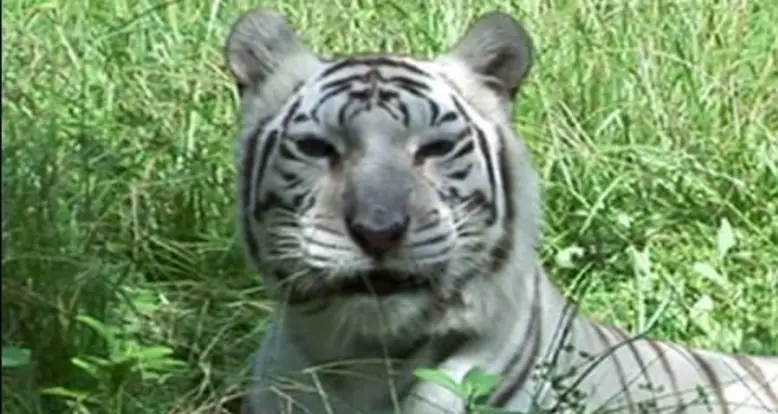 Do Tigers, Lions, And Leopards Like Cat Nip?