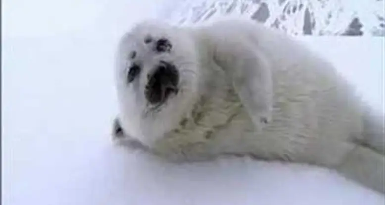 Encountering An Orphaned Seal Baby