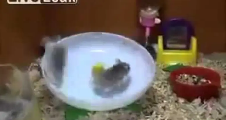 Hilarious Hamsters Spinning