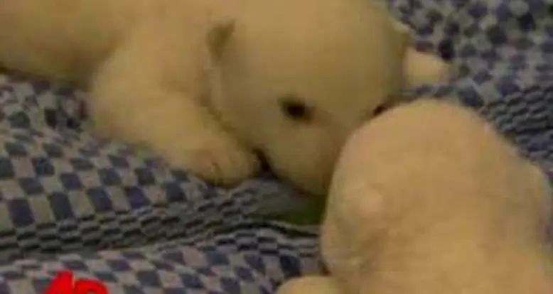 Baby Polar Bear in the Mirror