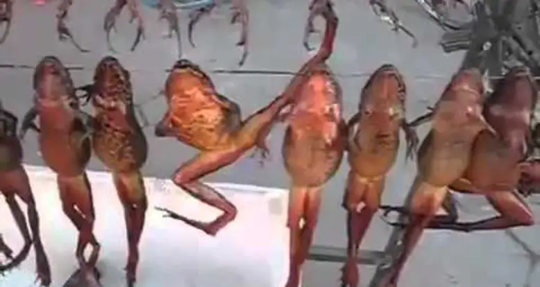 Frogs Hanging Out In A Chinese Market