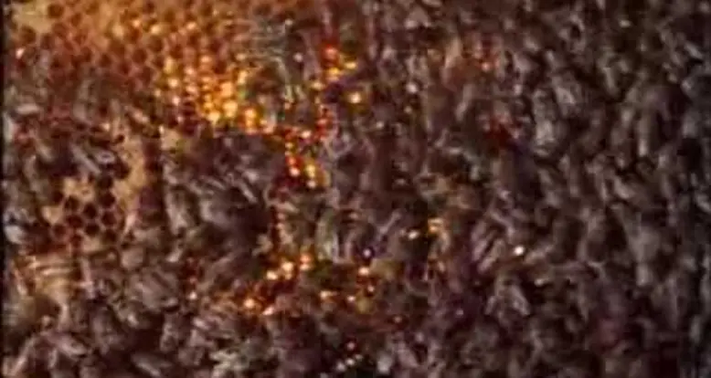 Honey Bees Cook A Hornet To Save Their Nest