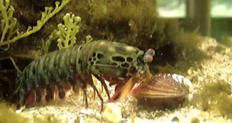 Mantis Shrimp Destroys Clam