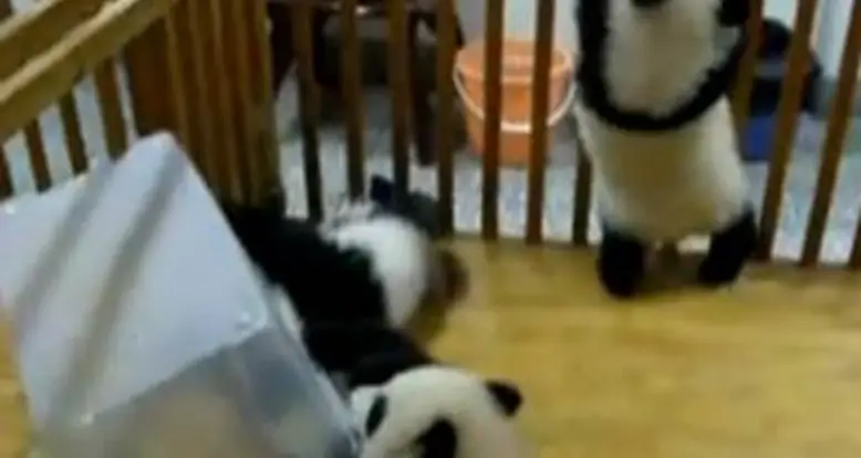 A Baby Panda Escape Artist