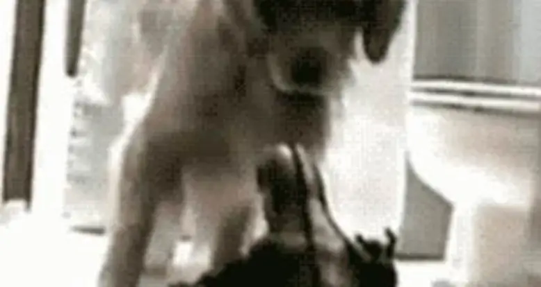 Cutest Dog GIF Ever: Golden Retriever Is Terrified Of Godzilla Toy