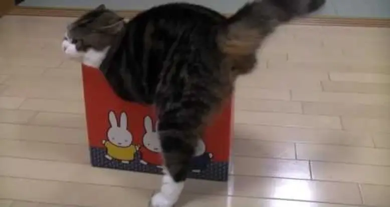 A Cat And A Box