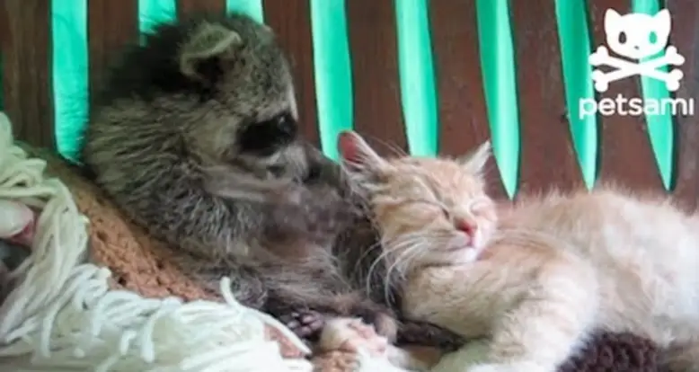 A Baby Raccoon Snuggles A Cat