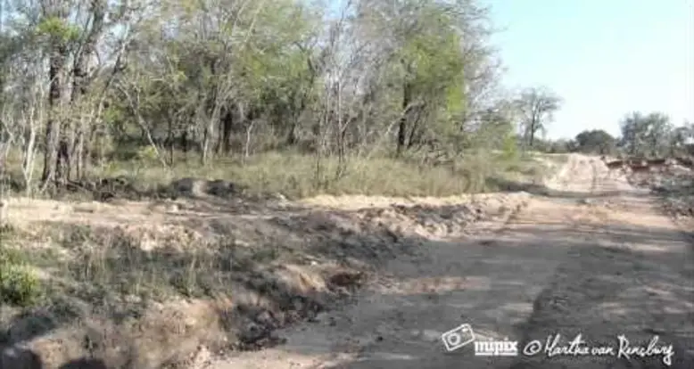 A Leopard Takes Down An Impala