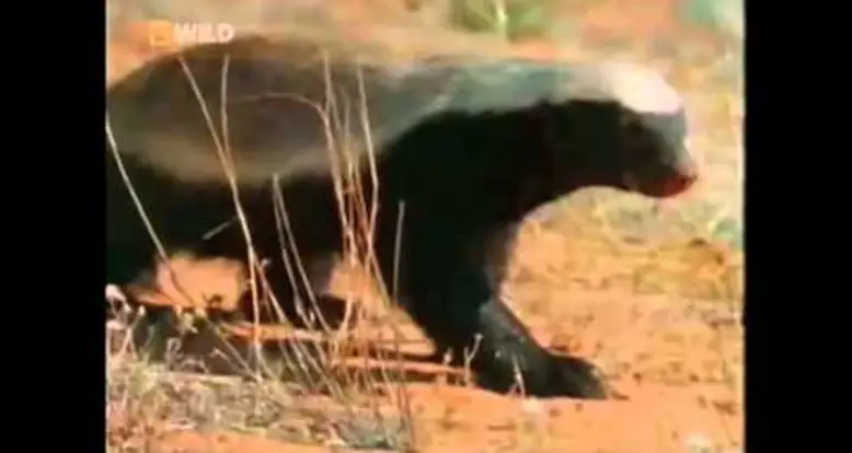 The Crazy Honey Badger