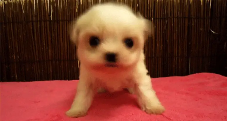 25 Of The Absolutely Cutest Puppy GIFs Ever