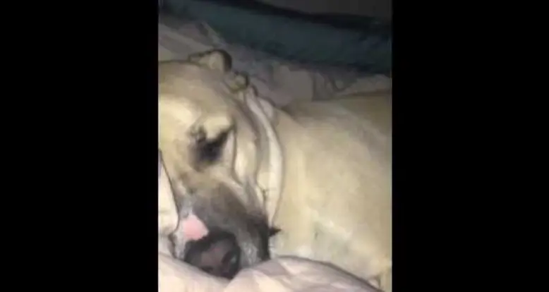 Dog Snores Like Daffy Duck