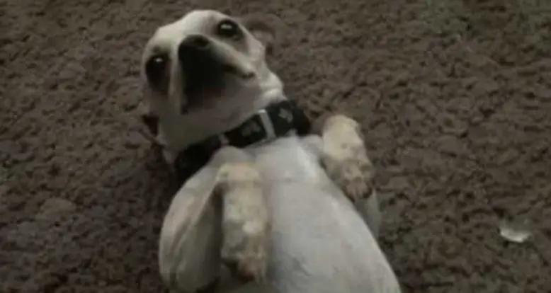 The 20 Cutest Dog Videos You Will Ever See