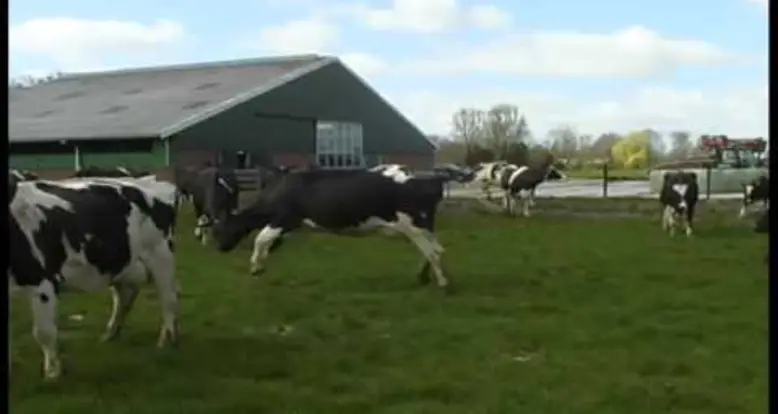 Cows Let Out After The Winter