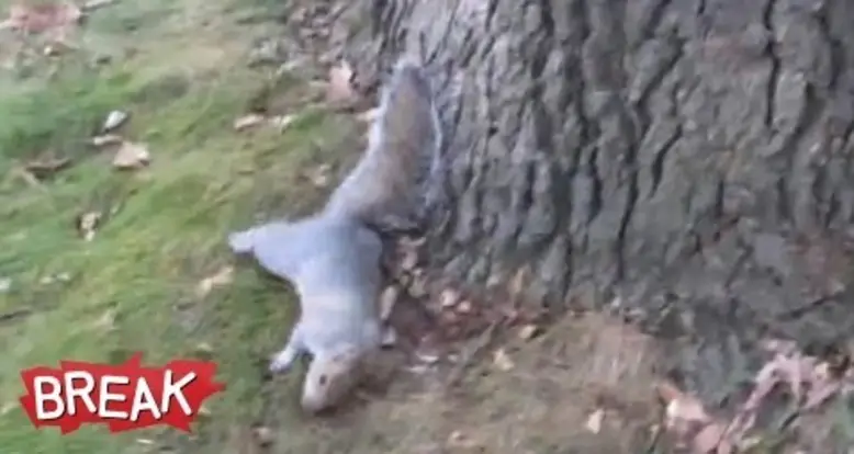 Drunk Squirrel Tries To Climb Tree