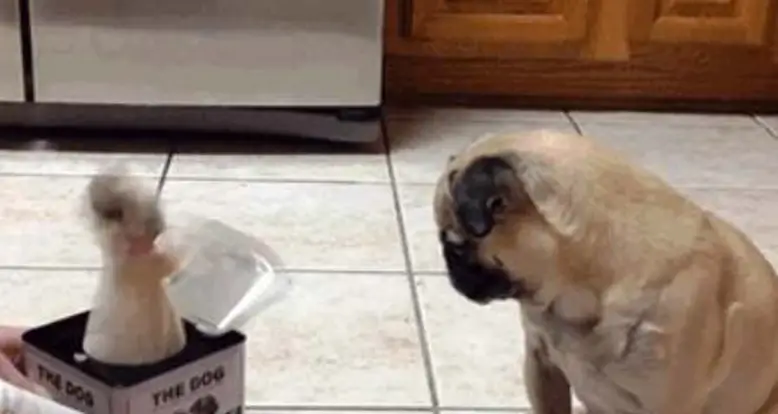 A Pug Gets Scared By A Jack In The Box