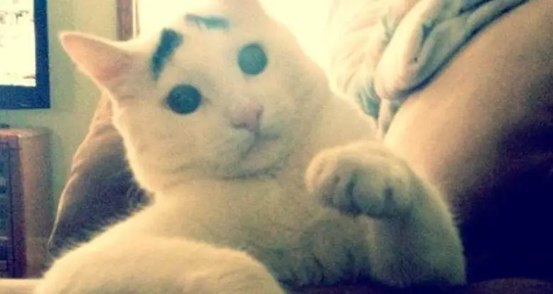 Instagram’s New Cutest Cat: Sam, The Cat With Eyebrows