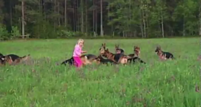 Little Girl Plays With 14 German Shepherds