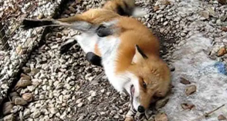 Chuckles The Red Fox