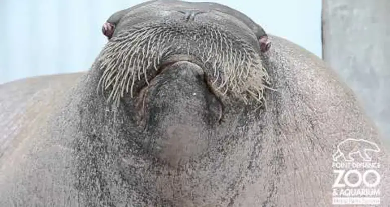 Walrus Phonetics