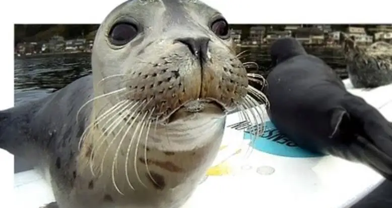 Baby Seals Board A Surf Board