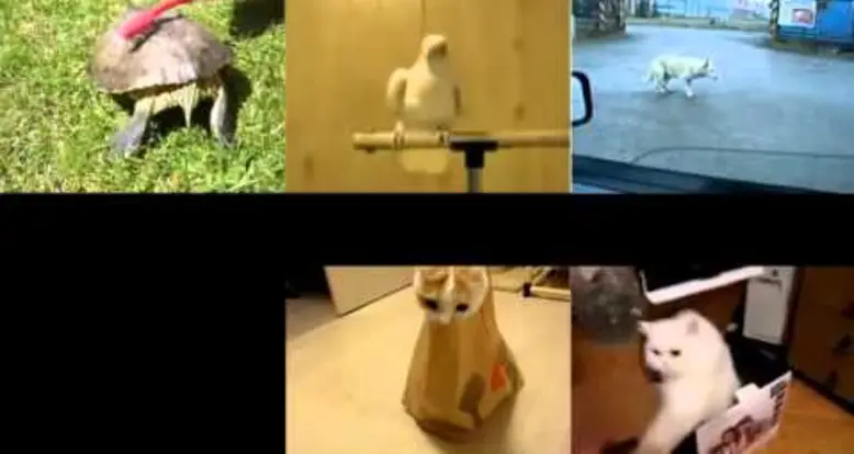 Animal Party
