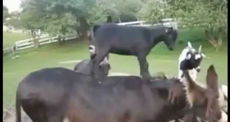 Goats Being Weird