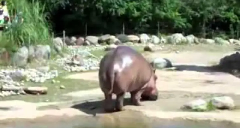 Hippopotamus Rips A Gigantic Fart