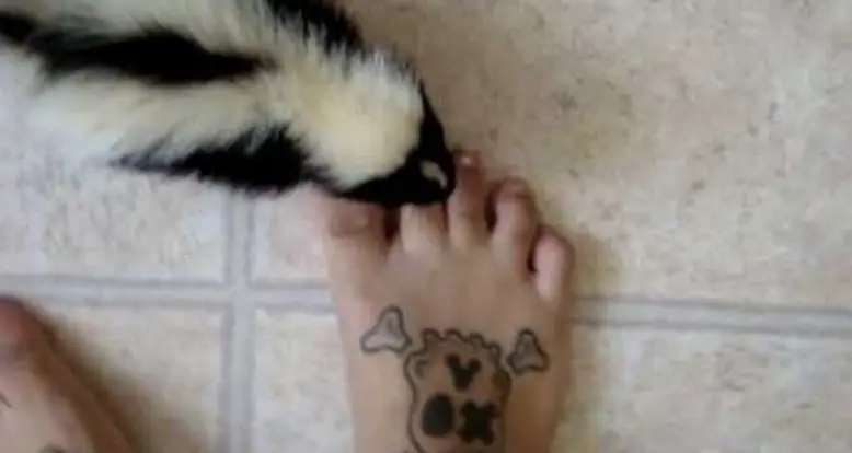 Pet Skunk Wants To Get Picked Up
