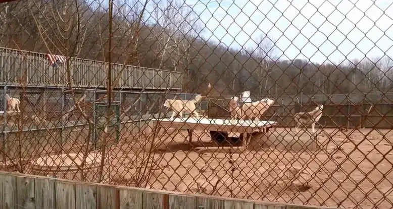 Simultaneous Wolf Howling