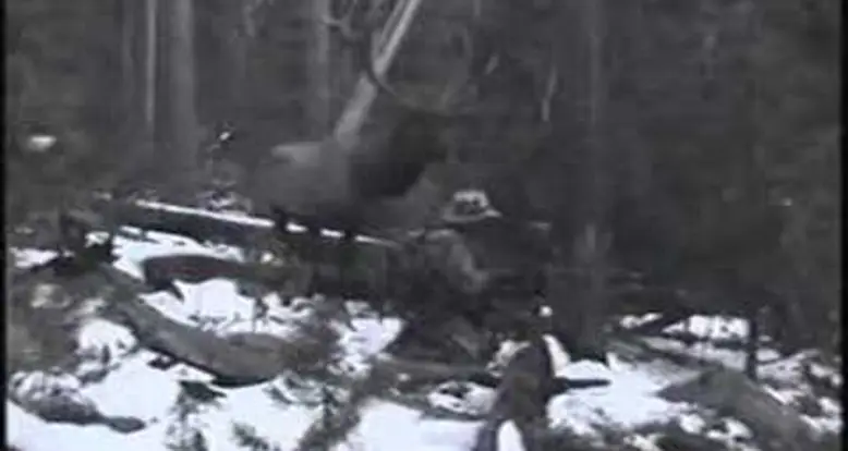 The Elk That Got Away