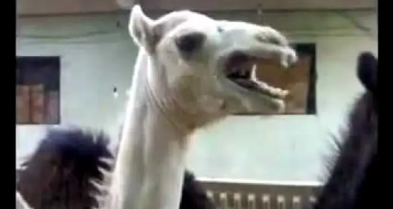 A Ticklish Camel