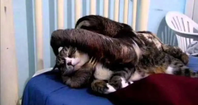 Cat & Sloth Snuggle It Out