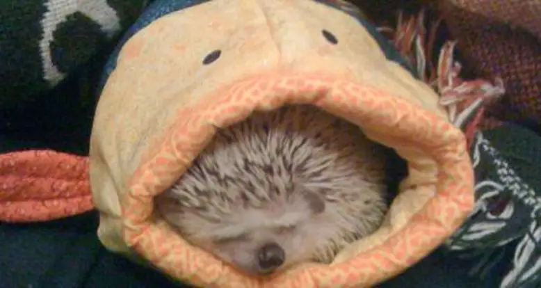 The 25 Cutest Hedgehog GIFs Ever