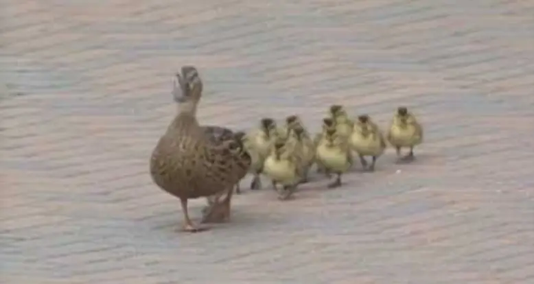 Ducklings Get Blown Away By Strong Winds