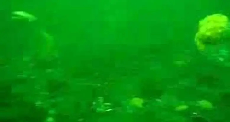 How Scallops Swim