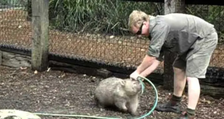 Wombat Really Wants To Play