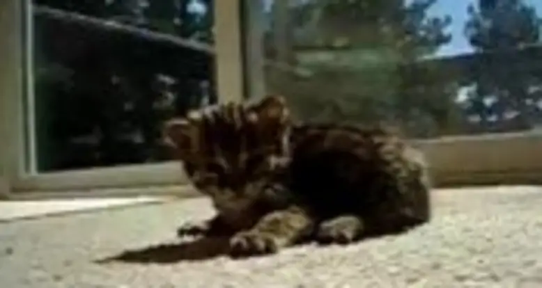 Baby Leopard Makes Laser Sounds