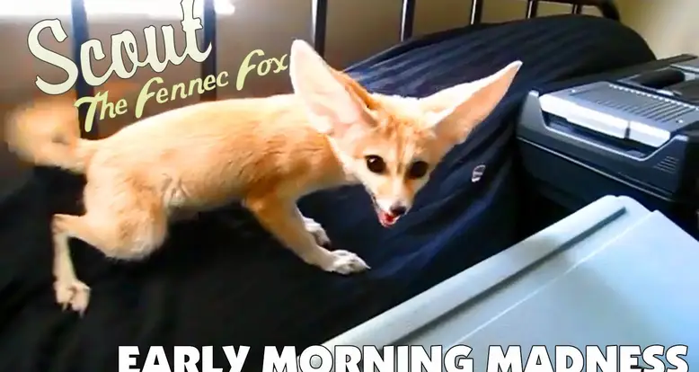 Fennec Fox Loves Waking Up