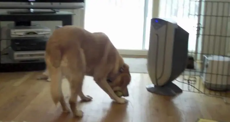 Lab Picks Up 3 Tennis Balls At Once