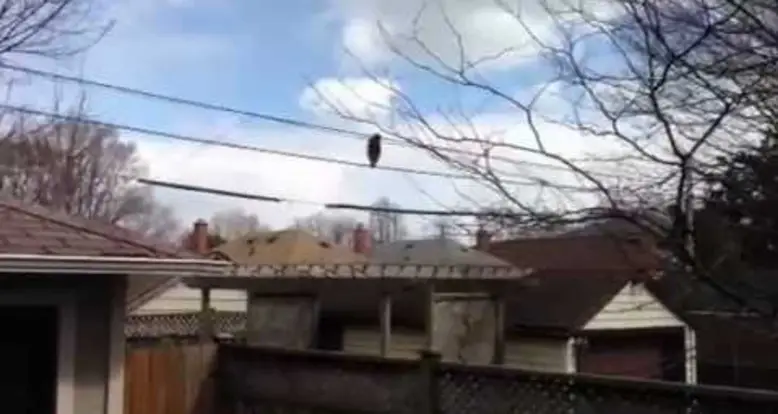 Raccoon Walks Across Electric Wires