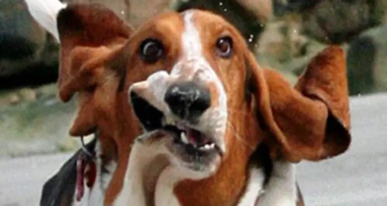 The 45 Best Dog GIFs Ever