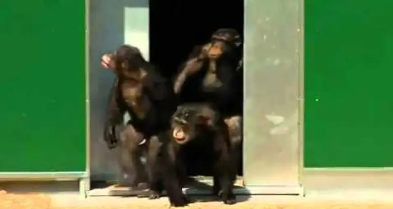 Lab Chimps Released In A Sanctuary