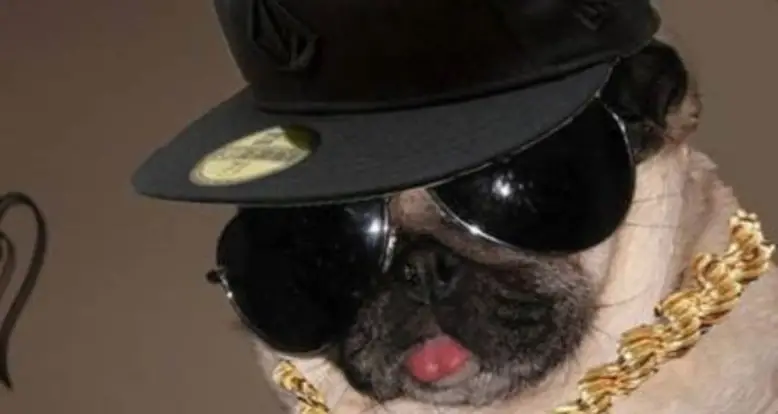 30 Ridiculously Hilarious Pug Costumes