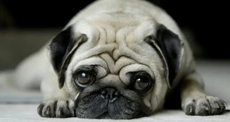 The Cutest Pug Pictures Ever Seen By Mankind