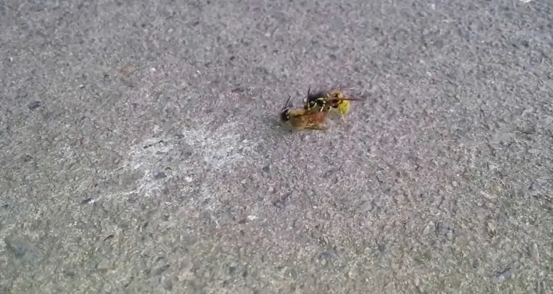 Wasp Cuts Bee In Half